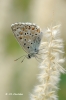 Polyommatus albicans
