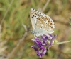 Polyommatus albicans