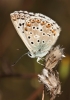Polyommatus albicans