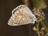 Polyommatus albicans