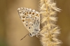 Polyommatus albicans
