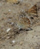 Polyommatus albicans