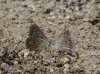 Polyommatus albicans