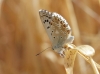 Polyommatus albicans
