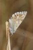 Polyommatus albicans