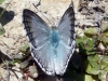 Polyommatus albicans