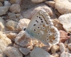 Polyommatus albicans