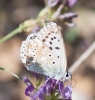 Polyommatus albicans