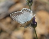 Polyommatus albicans