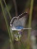 Polyommatus albicans