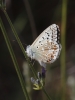 Polyommatus albicans