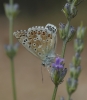 Polyommatus albicans