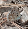 Polyommatus albicans