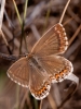 Polyommatus albicans