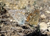 Polyommatus albicans
