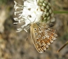 Polyommatus albicans