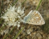 Polyommatus albicans