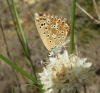 Polyommatus albicans