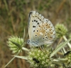 Polyommatus albicans