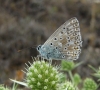 Polyommatus albicans