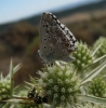 Polyommatus albicans