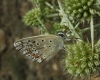 Polyommatus albicans