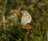 Polyommatus albicans