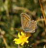 Polyommatus albicans
