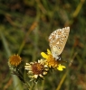 Polyommatus albicans