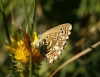 Polyommatus albicans