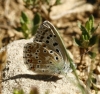 Polyommatus albicans