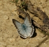 Polyommatus albicans