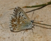Polyommatus albicans