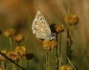 Polyommatus albicans