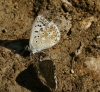 Polyommatus albicans