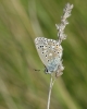 Polyommatus bellargus