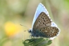 Polyommatus bellargus