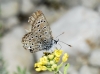 Polyommatus bellargus