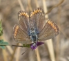 Polyommatus bellargus