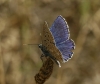 Polyommatus bellargus