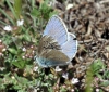 Polyommatus dorylas
