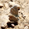 Polyommatus dorylas