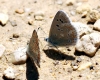 Polyommatus dorylas