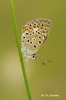 Polyommatus escheri Polyommatus escheri