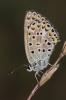 Polyommatus escheri Polyommatus escheri