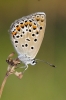 Polyommatus escheri Polyommatus escheri