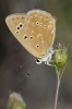 Polyommatus fabressei