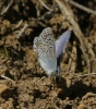 Polyommatus icarus