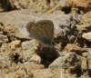 Polyommatus icarus