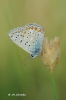 Polyommatus icarus